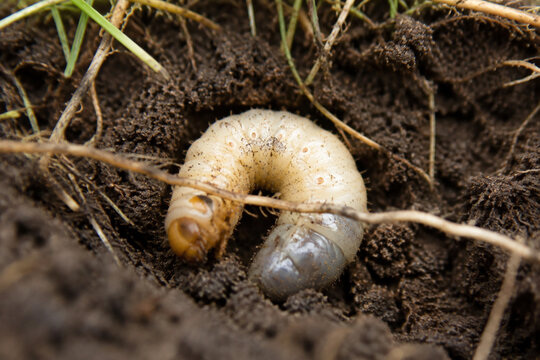 White grub in soil among grass roots, insect larva in earth, nature macro