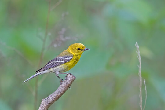 Pine Warbler, Setophaga pinus, perched on a small branch