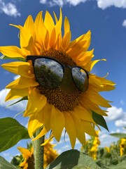 Obraz premium Funny yellow sunflower in sunglasses