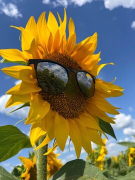 Funny yellow sunflower in sunglasses