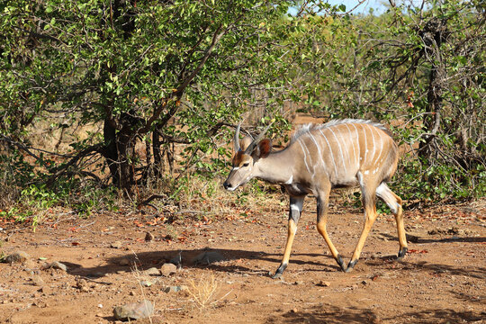 Nyala / Nyala / Tragelaphus angasii