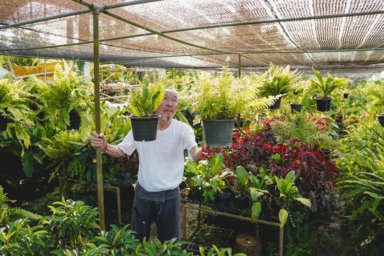 Senior Asian man holding potted fern plants under shade cloth in nursery. Active elderly plant shop owner working in greenhouse garden, showcasing active aging, wellness and longevity lifestyle.