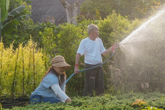 Senior Asian father watering plants with hose while adult daughter works in garden nursery. Active elderly shop owner and assistant, family business, active aging and longevity lifestyle.