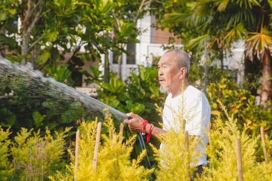 Senior Asian man spraying water with garden hose in plant nursery. Active elderly business owner watering shrubs, active aging, wellness, healthy longevity and sustainable lifestyle.