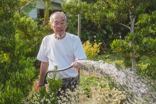 Senior Asian man spraying water with hose in garden nursery. Active elderly plant shop owner caring for green trees and shrubs, active aging, wellness and healthy longevity lifestyle.