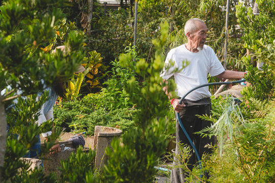 Senior Asian man holding water hose to water garden plants with assistant in plant nursery. Active elderly shop owner enjoying family business, active aging, wellness and longevity.