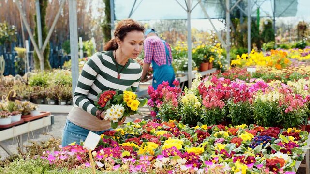Adult woman buyer chooses common primrose in pot in flower shop
