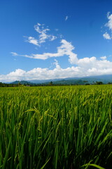 Obraz premium Green Rice Field With Mountains and Clouds Under Blue Sky
