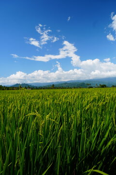 Green Rice Field With Mountains and Clouds Under Blue Sky
