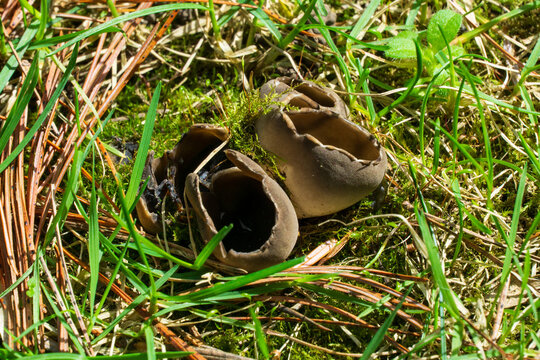 Helvella acetabulum mushrooms nestle among grass and moss, their distinctive saddle-shaped caps facing upward like small bowls