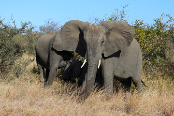 Fototapeta premium Afrikanischer Elefant / African elephant / Loxodonta africana