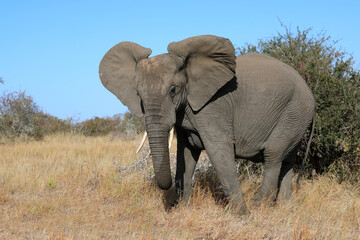 Obraz premium Afrikanischer Elefant / African elephant / Loxodonta africana