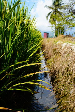 Rice Plants Growing Beside a Small Irrigation Canal