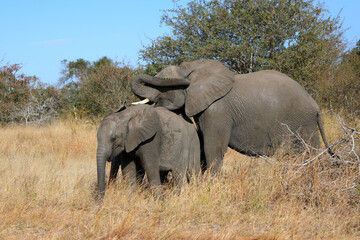 Fototapeta premium Afrikanischer Elefant / African elephant / Loxodonta africana