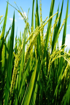Close Up of Ripening Rice Grains in a Green Paddy Field