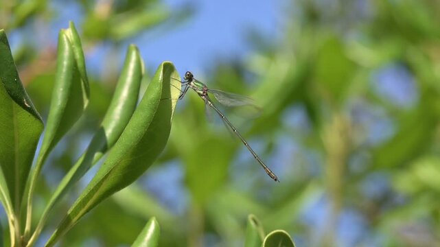 Emerald Damselfly (Lestes sponsa) female resting on a fleaf before flying away. August, Kent, UK [Slow motion x10]