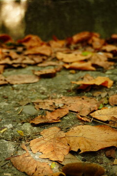 Fallen Brown Leaves Scattered Across a Weathered Path