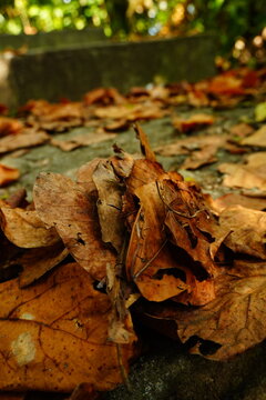 Pile of Dry Fallen Leaves on a Forest Path
