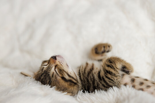 little kitten sleeps with his paws next to his head