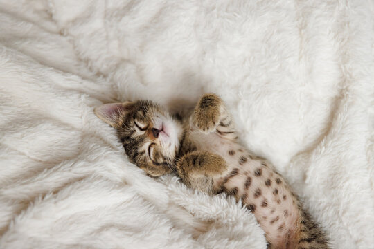 little kitten sleeps with his paws next to his head