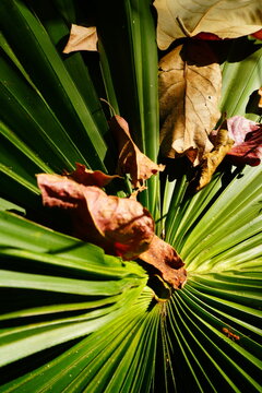 Dry Brown Leaves Resting on Green Tropical Foliage
