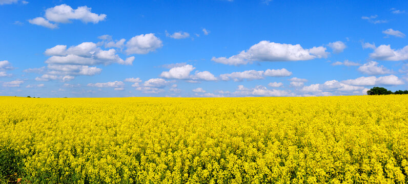 Bl&uuml;hendes gelbes Rapsfeld unter strahlend blauem Wolkenhimmel bei Spielberg Brachttal, Hessen 