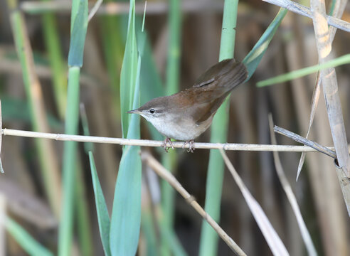Savi's Warbler / Locustella luscinioides &mdash; perched on a brown cattail stem facing left.