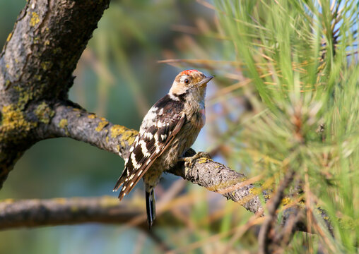 Lesser Spotted Woodpecker / Dryobates minor &mdash; male with a red crown perched on a pine branch next to needles.