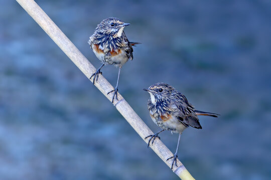 Bluethroat / Luscinia svecica &mdash; two juvenile birds perched together on an angled reed stem.