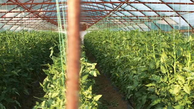 Rows of unripe tomato plants inside greenhouse