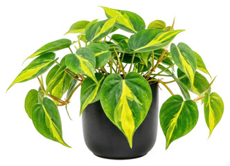 philodendron rio, philodendron, philodendron rio plant, variegated philodendron, variegated plant, tropical plant, houseplant, indoor plant, ornamental plant, foliage plant, exotic plant, climbing pla © sriyanto
