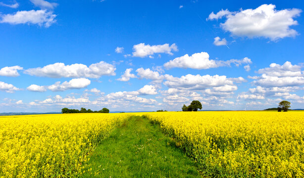 Bl&uuml;hendes gelbes Rapsfeld unter strahlend blauem Wolkenhimmel bei Spielberg Brachttal, Hessen 