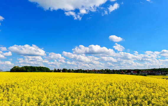 Bl&uuml;hendes gelbes Rapsfeld unter strahlend blauem Wolkenhimmel bei Spielberg Brachttal, Hessen 