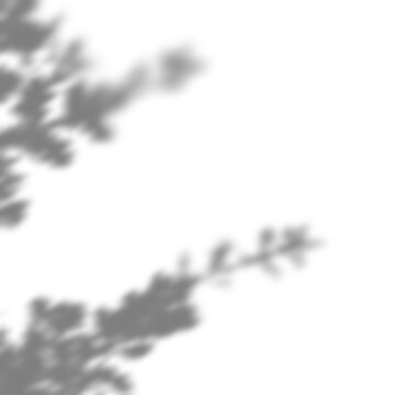 Blurred botanical shadow overlay of scattered leaves for aesthetic mockup presentation on a transparent background