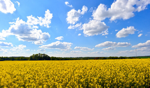 Bl&uuml;hendes gelbes Rapsfeld unter strahlend blauem Wolkenhimmel bei Spielberg Brachttal, Hessen 