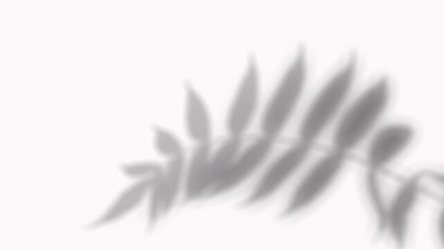 Detailed shadow overlay of tropical fern leaf frond cast on white background