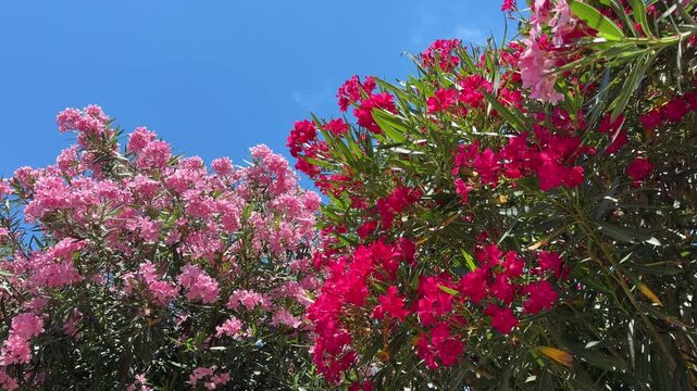 Red and pink oleander nerium blooming bushes.