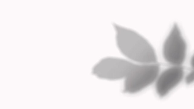 Soft blurred silhouette of a plant branch with wide pointed leaves. Perfect for elegant styling, summer botanical mockups, and natural overlays
