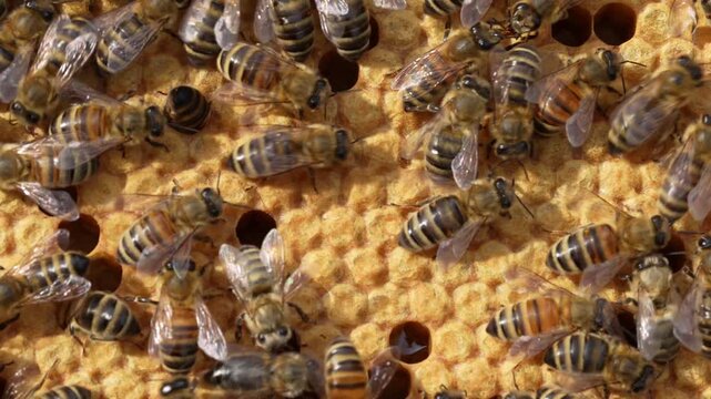 bees on a beehive