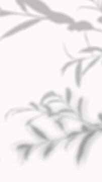 Delicate blurred shadow of trailing willow branch foliage on white background