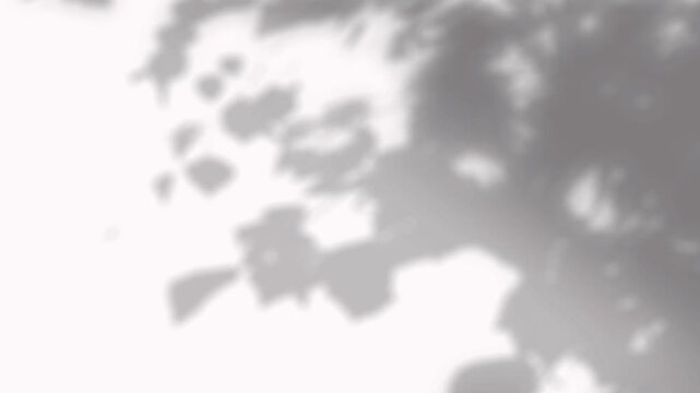 Blurred silhouette shadow of swaying tree leaves reflecting morning light on white background