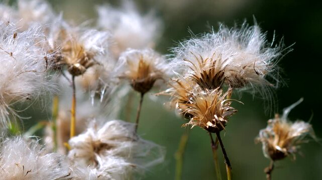 Detailed close-up shot of fluffy thistle seed heads blowing gently in bright summer sunlight.