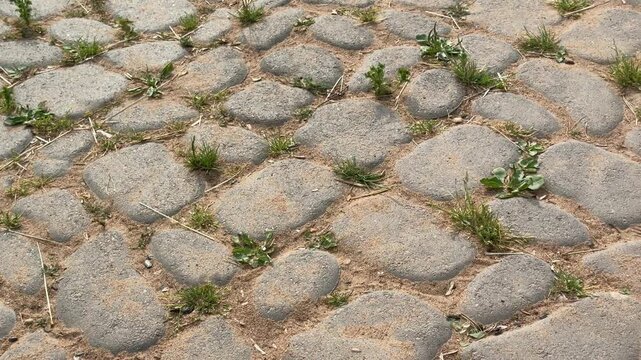 Weathered cobblestone ground with sand filled joints, sparse grass tufts, dry stems, rough stone texture, muted gray and beige tones, low viewpoint, natural outdoor surface with rustic character
