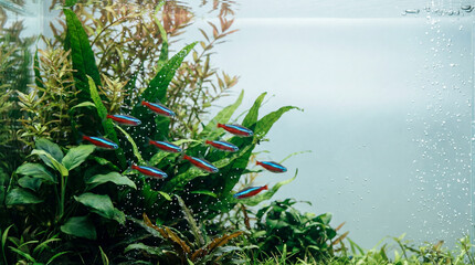 Obraz premium Fish swimming in ocean, immersive underwater wildlife scene showing animal welfare, responsible care, wellbeing, humane values, education, community awareness, supporting responsible care education
