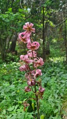 Un magnifique Lis martagon (Lilium martagon) poussant au bord du chemin dans la forêt de la vallée d'Eyne (Cerdagne française, Pyrénées catalanes) © Arnaud