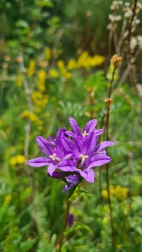 Une jolie campanule agglom&eacute;r&eacute;e (Campanula glomerata) poussant dans les sous-bois d'une for&ecirc;t pyr&eacute;n&eacute;enne (vall&eacute;e d'Eyne, Cerdagne fran&ccedil;aise, Pyr&eacute;n&eacute;es catalanes)