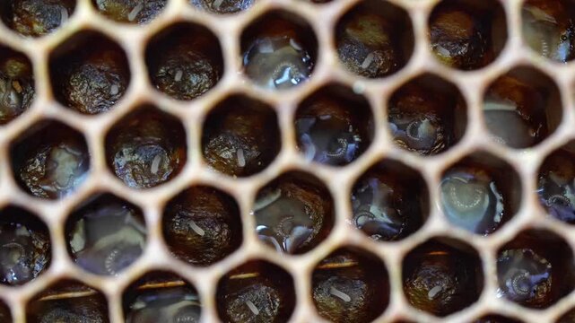 Honey bee eggs and larvae close-up
