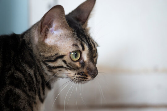 Portr&auml;t einer Bengal Katze