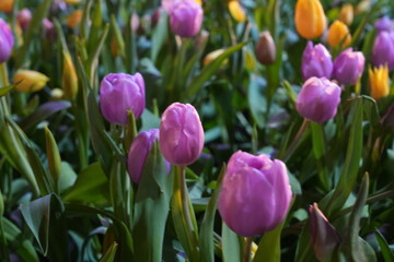 Fototapeta premium Purple and Yellow Tulips in Bloom Close Up