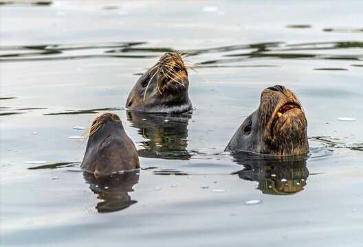 A view from Paracas Bay towards sea lions bobbing in the water in Paracas, Peru in the dry season